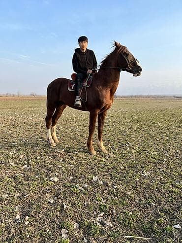 ат бишкек: Сатам | Байтал | Жумушка — 2