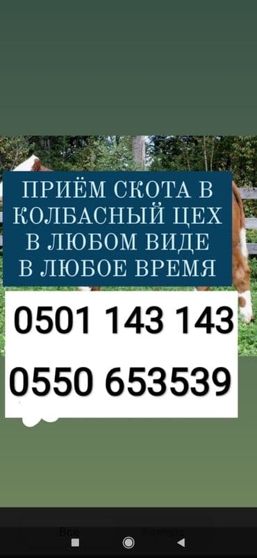 продажа щенков немецкой овчарки с документами в бишкеке: Куплю | Коровы, быки, Лошади, кони, Другие с/х животные | Круглосуточно, Любое состояние, Забитый — 1