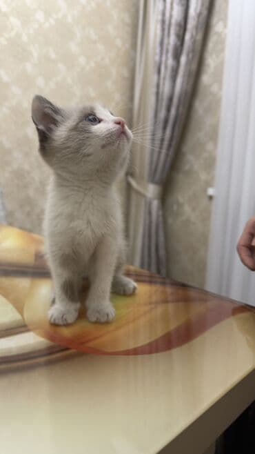 шотландские шиншилла котята купить: Отдаем в хорошие руки котёнка с необычной окраской поинт (серо-белый — 5