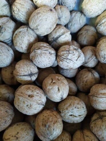 сникерс большой цена бишкек: Продаю грецкий орех урожай этого годамелкий по 70 крупный 90 — 1