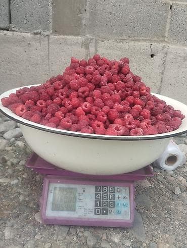 Рассады клубники сорт альбионмурано,клери,и черный долгоиграющий с — 4