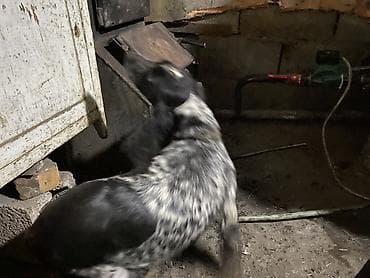 Кошки: Русский охотничий спаниель (вероятно, русский спрингер/кокер-тип) — 8