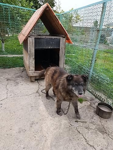 отдам собака: Собака даром: Доберман, 4 года, Самец — 1