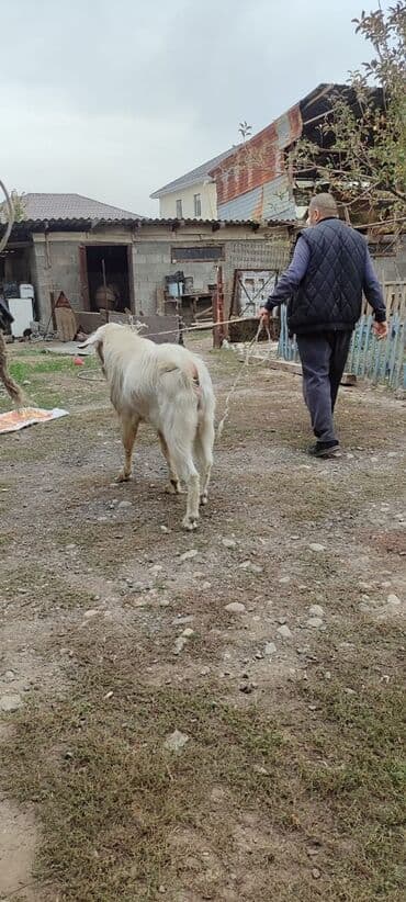 Продаю | Козёл (самец) | Нубийская | Племенные