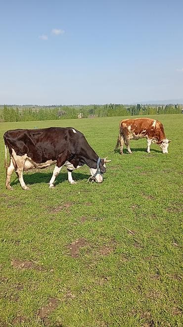 сом рыба: Продаю | Корова (самка) | Для молока | После отела — 8