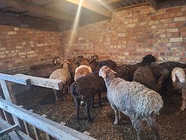 Аквариумы: Продаю | Баран (самец) | Гиссарская, Полукровка, Эдильбаевская | На забой, Для разведения, Для шерсти | Племенные, Осеменитель — 2