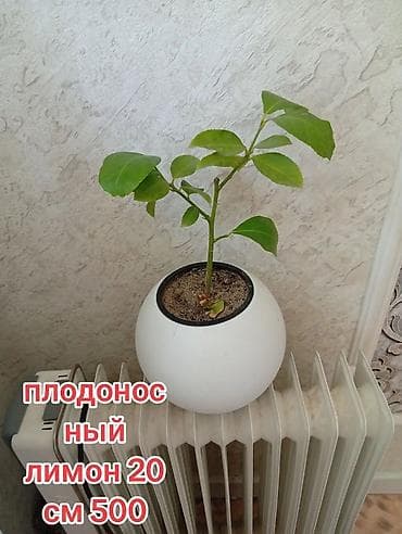сольнычный свет: Плодоносящий лимон, высота около 20 см. Компактный саженец в круглой — 1