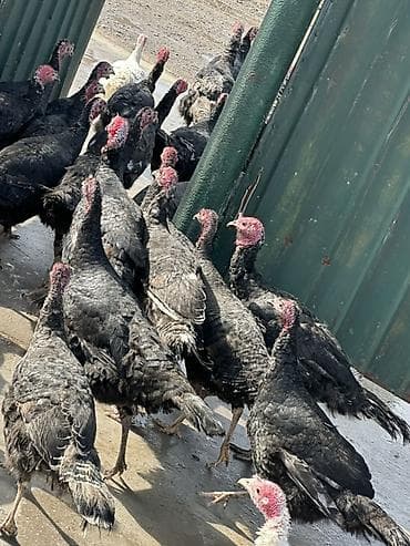 кыргыз довот ит: Сатам | Ургаачы күрп (ургаачы), Эркек күрп | Көбөйтүү үчүн | Асыл тукумдуу — 1