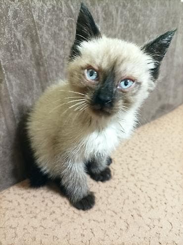 отдам котят в хорошие руки: Котёнок с колорпойнт окрасом (типичные «сиамские» отметины): светлая — 1