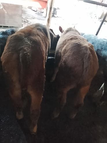 гуси бролерные: Продаю | Бык (самец) | Бельгийская | На откорм — 1