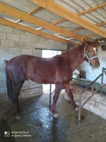 сементал симентал: Продаю | Жеребец | Рабочий, Конный спорт | Племенные — 2