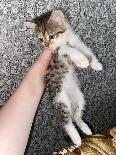 котята мейн кун бесплатно: Котята-домоседы, короткошёрстные, окрас на выбор: - серо-белый биколор — 2