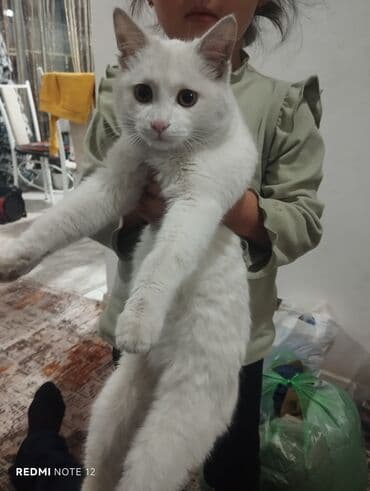 Белоснежный домашний кот. - Окрас: полностью белый, ровный, без