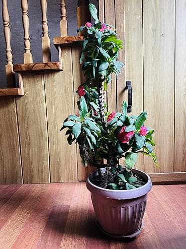 Комнатное растение «Молочай миля» (Euphorbia milii, корона Христа) в — 2