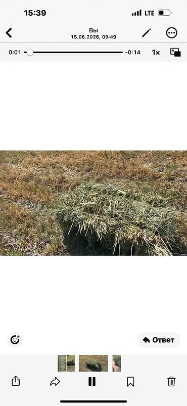 симина кукурузы: Сено в тюках - Тип: луговое сено, прессованные прямоугольные тюки. - — 6