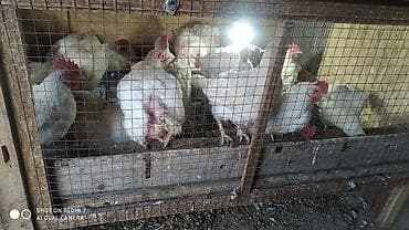 скупка курей: Продаю | Куры | Домашняя | Несушки — 3