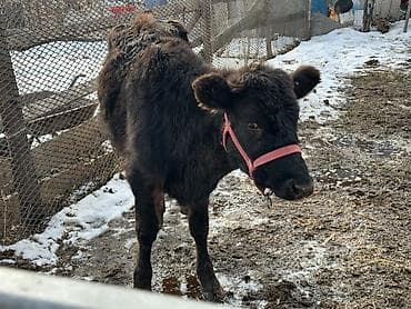 телка бельгийский: Продаю | Тёлка | На откорм — 4