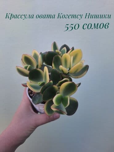 покупка деревьев: ● Комнатные растения (укоренённые черенки, молодые растения, взрослые — 23