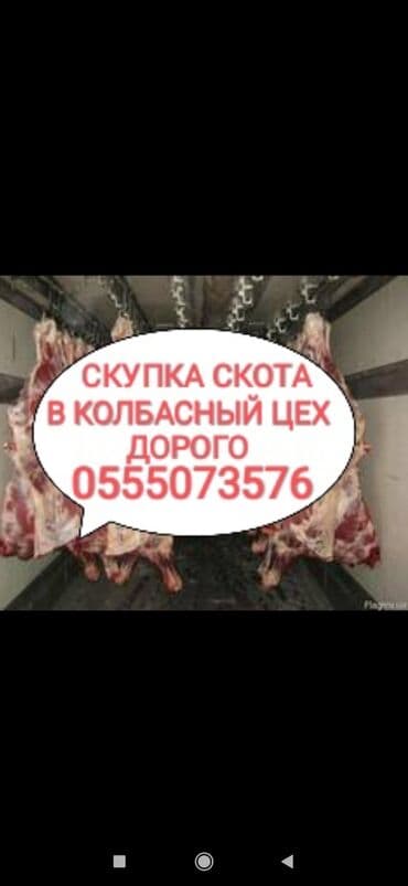 Куплю | Коровы, быки, Лошади, кони, Другие с/х животные | Круглосуточно, Любое состояние, Забитый at lalafo.kg Куплю | Коровы, быки, Лошади, кони, Другие с/х животные | Круглосуточно, Любое состояние, Забитый