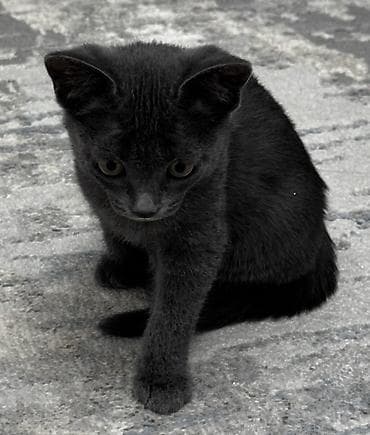 кошки сиамские: Отдам бесплатно, только в добрые руки. Остался только один котенок - — 2