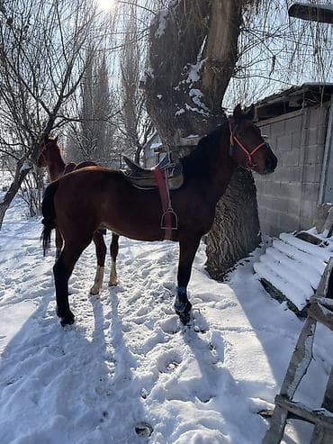 Животные: Продаю | Жеребец | Рабочий — 8