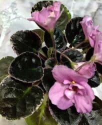 чуйкова исанова: В продаже детки сортовых мини и полумини сортов фиалок 🌺🌿🌺. Нахожусь в — 13