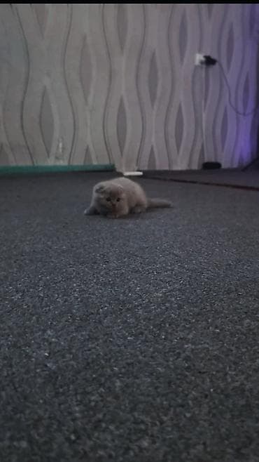 котята сиамской кошки: Шотландский вислоухий котёнок (Scottish Fold), окраса голубой/серый — 5