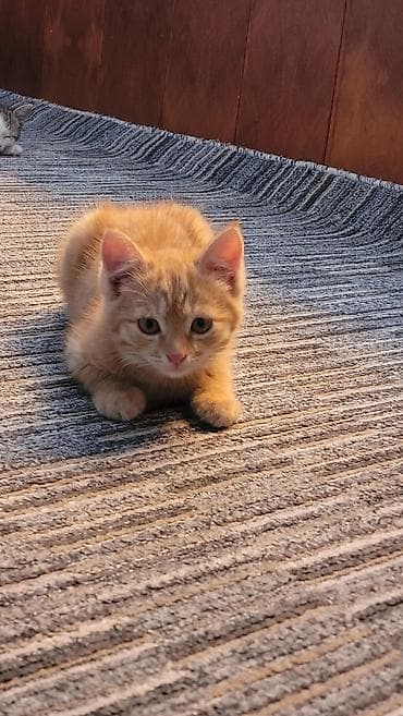 котёнок токмок: 2 месяца, Мальчик — 3