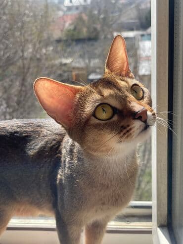 во сколько кастрировать кота: Абиссинская породапродаются котята. к лотку приучены будут.все — 7