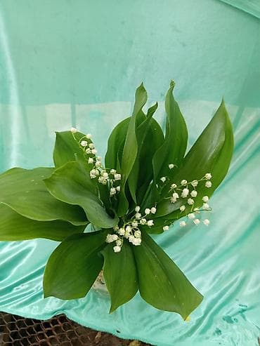 клевер семена: В наличии 10 букетов. Букет ландышей с характерными белыми — 1