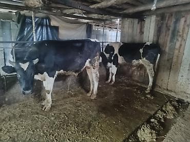 вызов ветеринара на дом бишкек: Продаю | Тёлка | Голштин | Для разведения | Племенные — 3