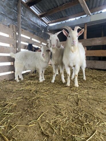 Эчкилер, текелер: Сатам | Эчки (ургаачы) | Көбөйтүү үчүн — 5