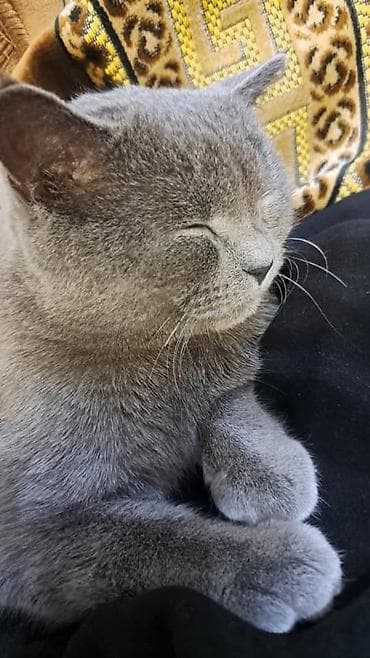 Отдам даром кошку: Скотиш Страйт (Шотландская прямоухая), 1 год, Мальчик, Серый, Приучена к лотку, Проглистована, С документами — 5