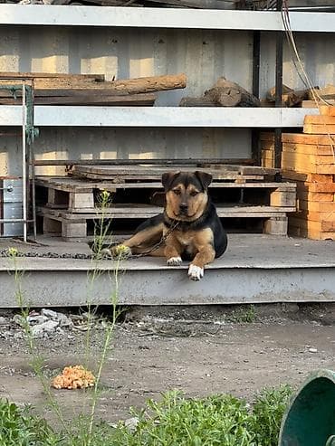 куплю собаку ротвейлер: Собака даром: Ротвейлер, 9 месяцев, Самка, С прививкой — 2