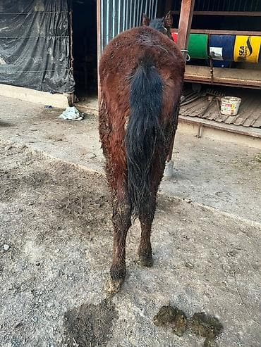 А\ч жаныбралары үчүн товарлар жана шаймандар: Сатам | Тай | Жумушка — 3