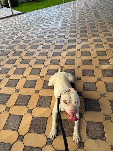отдам щенка в хорошие руки бишкек: Питбуль, 1 год, Самец — 4