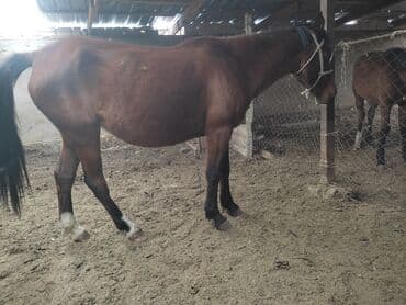 мех кролика: Продаю | Жеребенок | Для разведения | Племенные — 1