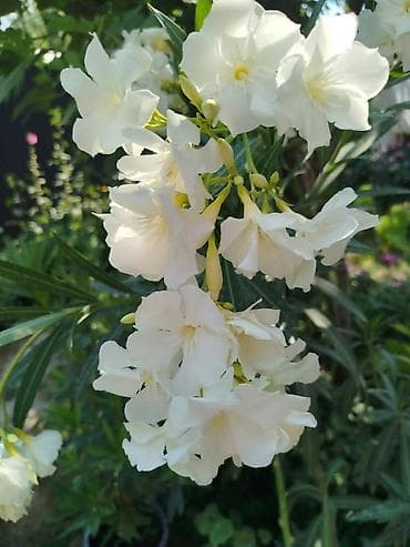 Г.Ош г.Ош г.Ош г.Ош г.Ош г.Ош г.Ош Олеандр (Nerium oleander) в горшке