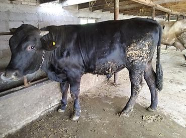 жапалак птица: Сатам | Бука (эркек) | Көбөйтүү үчүн | Байланган — 3