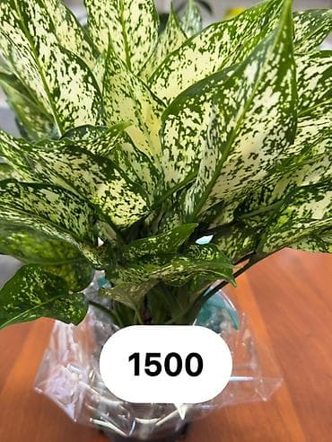 Аглаонема (пестролистная, декоративно-лиственная) - Эффектные