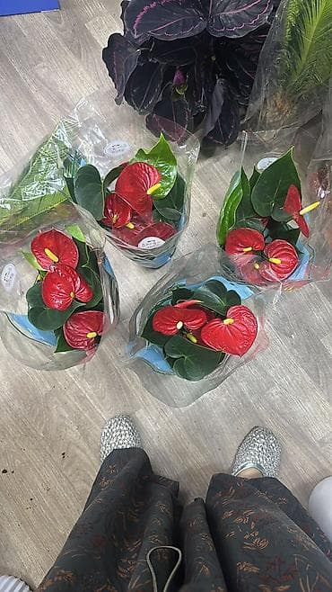 антуриум цветы: Антуриум (Anthurium andreanum) в горшке - Компактные кусты с плотными — 1