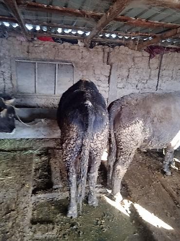 купить карликового кролика: Продаю | Бык (самец) | Швицкая | На откорм | Привязанные — 6