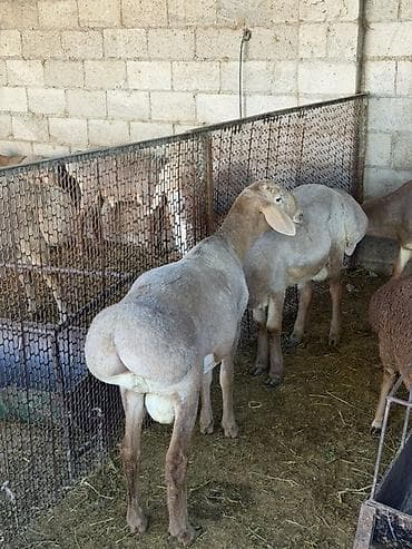 ящик сатам: Продаю | Баран (самец) | Арашан | Для разведения | Племенные, Осеменитель — 3