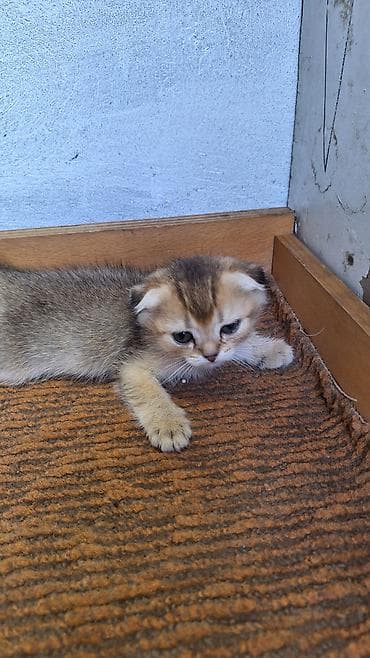 кошка мышык: Котята домашние, пушистые, разных окрасов. Описание: - Породы не — 9