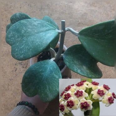 аквариум и рыбки: Продаю Хойя — 4