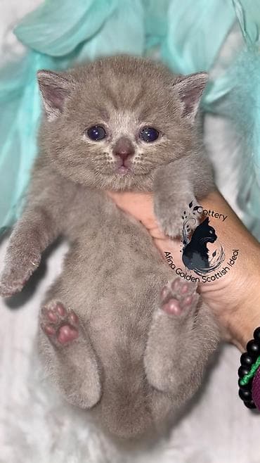 билгийская овчарка: Британская короткошёрстная, 1 месяц, Девочка, Лиловый, Приучена к лотку, Проглистована — 3