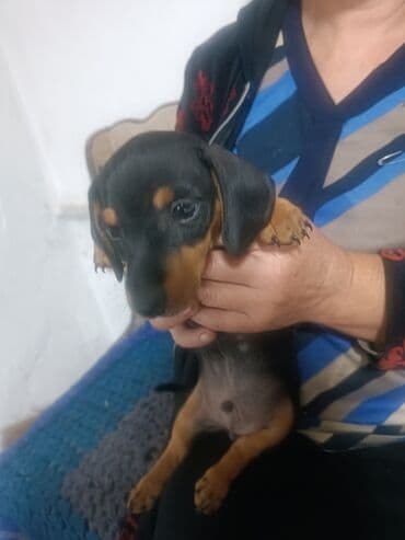 собака чихуахуа сколько стоит: Такса, 2 месяца, Самец — 1