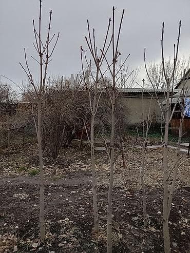 кохинхин карликовый: Саженцы деревьев: Каштаны, Самовывоз — 2