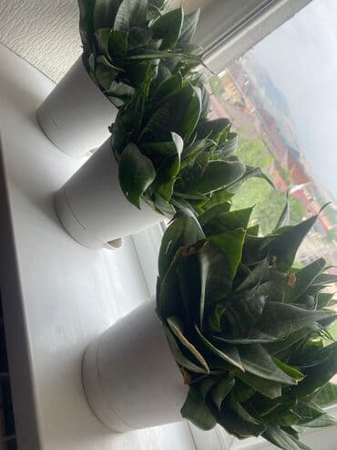 Цветы комнатные at lalafo.kg Цветы комнатные