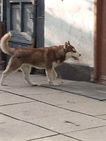 Хаски, 6 месяцев, Самец, С прививкой, С родословной at lalafo.kg Хаски, 6 месяцев, Самец, С прививкой, С родословной